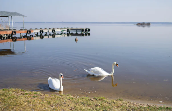 Two swans near the lake shore, with a pier behind them